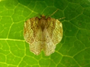 1901 Little Thorn (Cepphis advenaria)