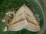 1902 Brown Silver-line (Petrophora chlorosata)