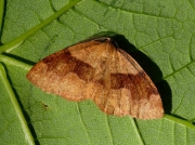 1903 Barred Umber (Plagodis pulveraria)