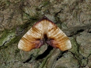 1904 Scorched Wing (Plagodis dolabraria)