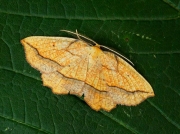 1907 Bordered Beauty (Epione repandaria)