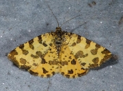 1909 Speckled Yellow (Pseudopanthera macularia)