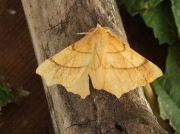 1912 August Thorn (Ennomos quercinaria)