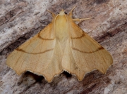 1915 September Thorn (Ennomos erosaria)