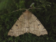 1920 Scalloped Hazel (Odontopera bidentata)
