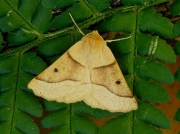 1921 Scalloped Oak (Crocallis elinguaria)