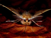 1914 Feathered Thorn (Colotois pennaria) head and antennae