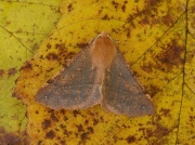 1923 Feathered Thorn (Colotois pennaria)