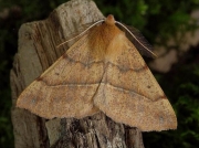1923 Feathered Thorn (Colotois pennaria)