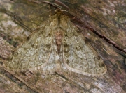 1926 Pale Brinded Beauty (Phigalia pilosaria)