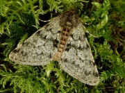 1926 Pale Brindled Beauty (Phigalia pilosaria)