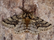 1927 Brindled Beauty (Lycia hirtaria)