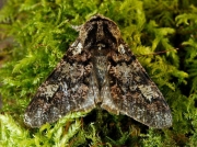 1930 Oak Beauty (Biston strataria)