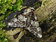 1930 Oak Beauty (Biston strataria)