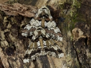 1930 Oak Beauty (Biston strataria)