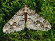 1932 Spring Usher (Agriopis leucophaearia)