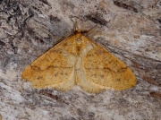 1933 Scarce Umber (Agriopis aurantiaria)