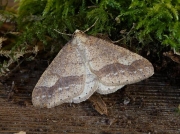 1934 Dotted Border (Agriopis marginaria)
