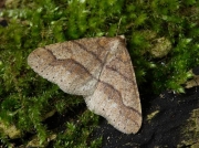 1934 Dotted Border (Agriopis marginaria)