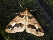 1935 Mottled Umber (Erannis defoliaria)