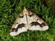 1935 Mottled Umber (Erannis defoliaria)