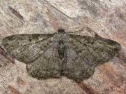 1937 Willow Beauty (Peribatodes rhomboidaria)