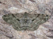 1937 Willow Beauty (Peribatodes rhomboidaria)
