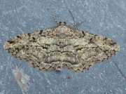 1937 Willow Beauty (Peribatodes rhomboidaria)