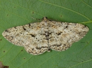 1937 Willow Beauty (Peribatodes rhomboidaria)