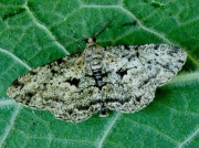 1937 Willow Beauty (Peribatodes rhomboidaria)