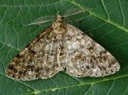 1940 Satin Beauty (Deileptenia ribeata)