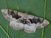1941 Mottled Beauty (Alcis repandata)