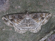 1941 Mottled Beauty (Alcis repandata)