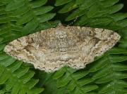 1941 Mottled Beauty (Alcis repandata)