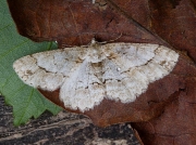 1948 Small Engrailed (Ectropis crepuscularia)