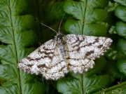 1952 Common Heath (Ematurga atomaria)