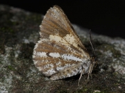 1954 Bordered White (Bupalus piniaria)