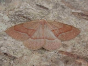 1962 Barred Red (Hylaea fasciaria)