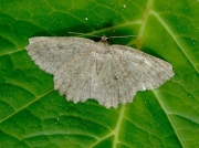 1964 The Annulet (Charissa obscurata)