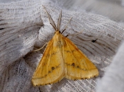 1968 Yellow Belle (Semiaspilates ochrearia)