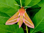 1991 Elephant Hawk-moth (Deilephila elpenor)