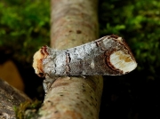 1994 Buff-tip (Phalera bucephala)