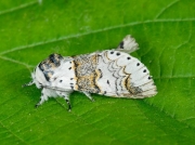 1997 Sallow Kitten (Furcula furcula)