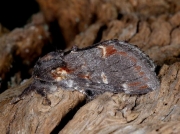 2000 Iron Prominent (Notodonta dromedarius)