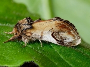 2003 Pebble Prominent (Notodonta ziczac)