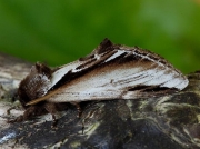 2006 Lesser Swallow Prominent (Pheosia gnoma)