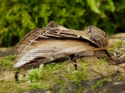 2007 Swallow Prominent (Pheosia tremula)