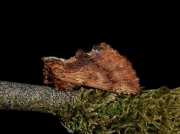 2008 Coxcomb Prominent (Ptilodon capucina)