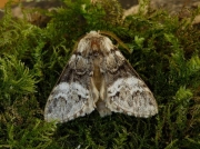 2014 Marbled Brown (Drymonia dodonaea)