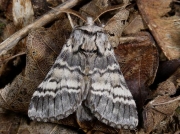 2015 Lunar Marbled Brown (Drymonia ruficornis)